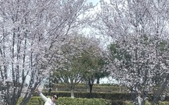 草样年华3txt下载